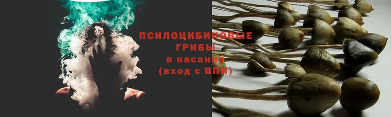 Псилоцибиновые грибы Psilocybe  как найти закладки  Касимов 